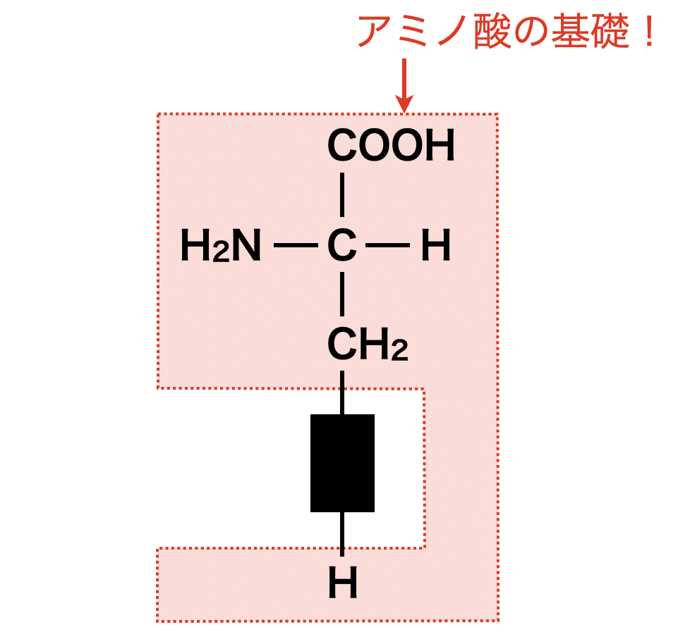 amino acid basics